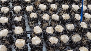 黑木耳代料規范化栽培技術